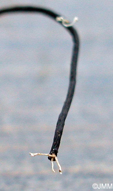 Polycephalomyces ramosus
