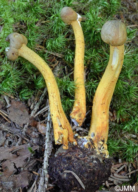 Tolypocladium capitatum = Elaphocordyceps capitata = Cordyceps capitata