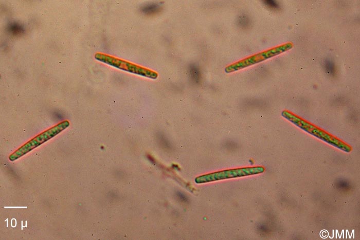 Tolypocladium capitatum : fragments sporaux