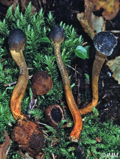 Tolypocladium longisegmentum = Elaphocordyceps longisegmentis = Cordyceps longisegmentis