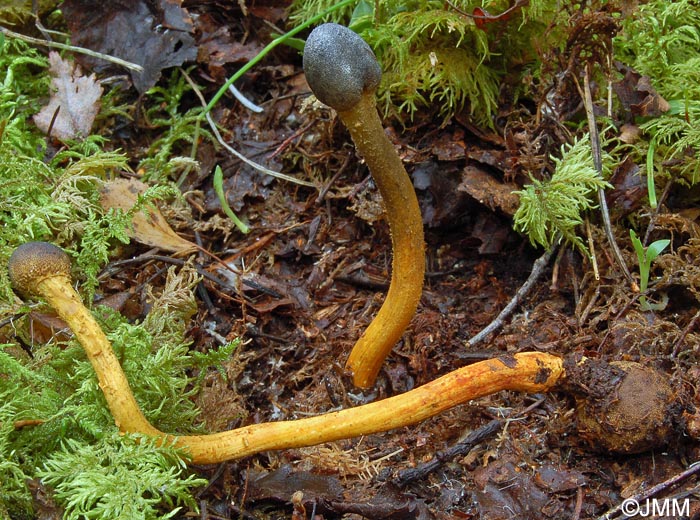 Tolypocladium longisegmentum = Elaphocordyceps longisegmentis = Cordyceps longisegmentis