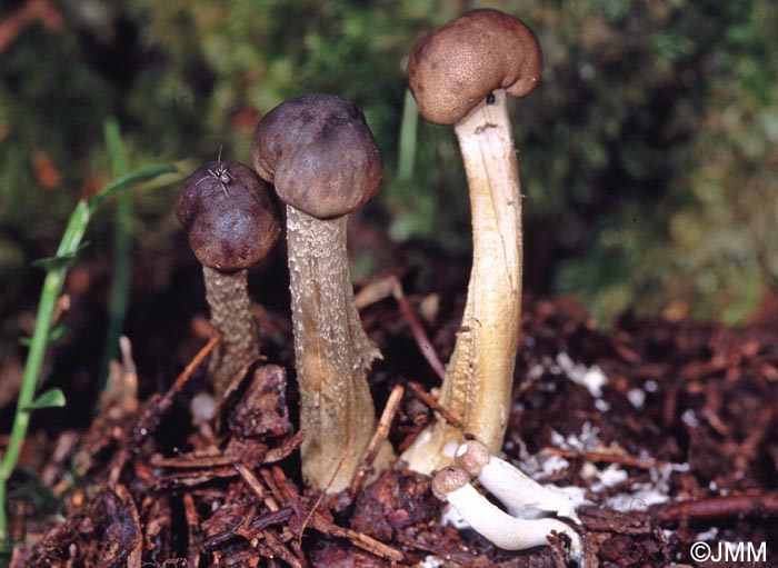 Tolypocladium rouxii = Elaphocordyceps rouxii = Cordyceps rouxii