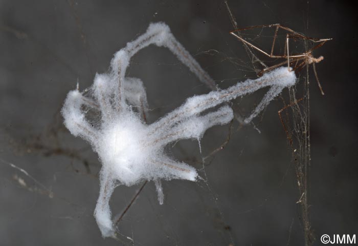 Torrubiella pulvinata