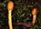 Ophiocordyceps gracilis