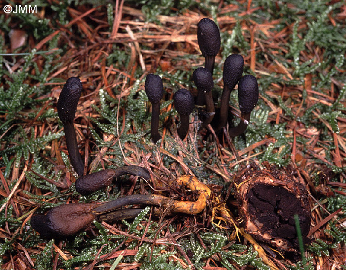 Tolypocladium ophioglossoides = Elaphocordyceps ophioglossoides = Cordyceps ophioglossoides