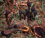 Tolypocladium ophioglossoides = Cordyceps ophioglossoides