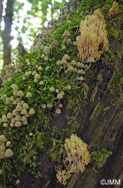 Clavicorona pyxidata et Coprinus disseminatus