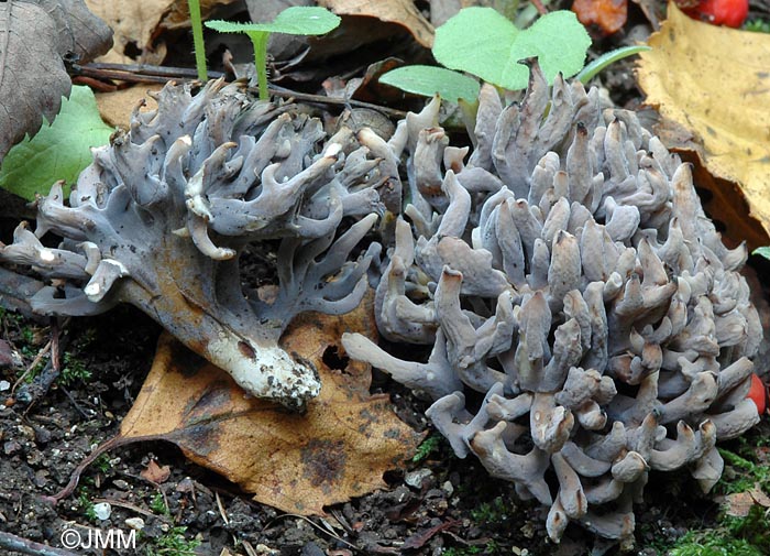 Clavulina cinerea