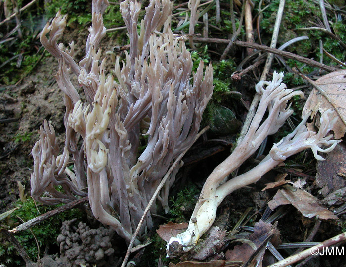 Clavulina cinerea