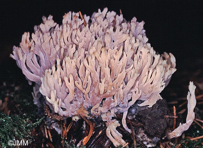 Clavulina cinerea