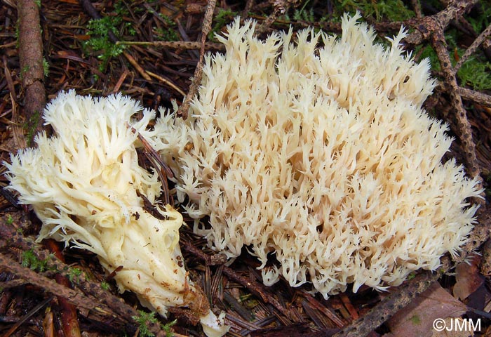 Clavulina coralloides = Clavulina cristata