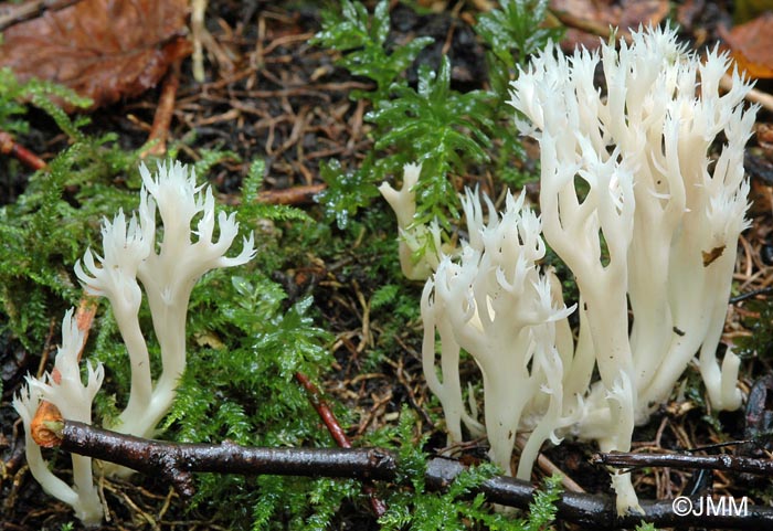 Clavulina coralloides = Clavulina cristata