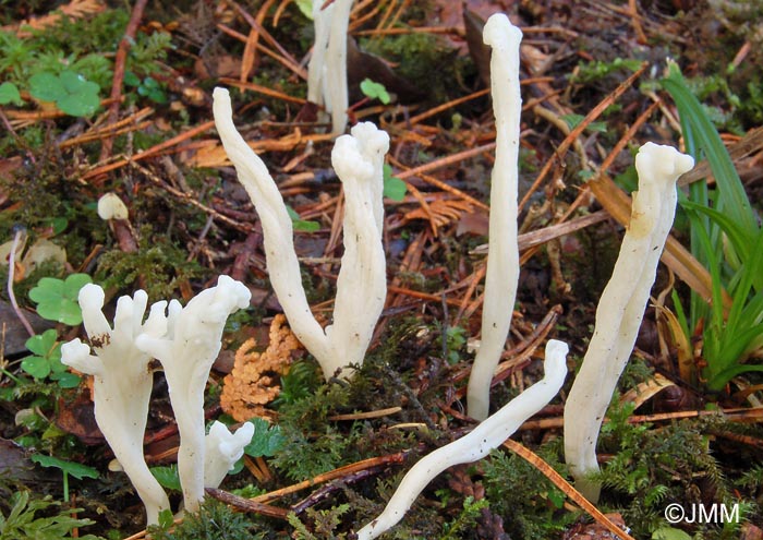 Clavulina rugosa