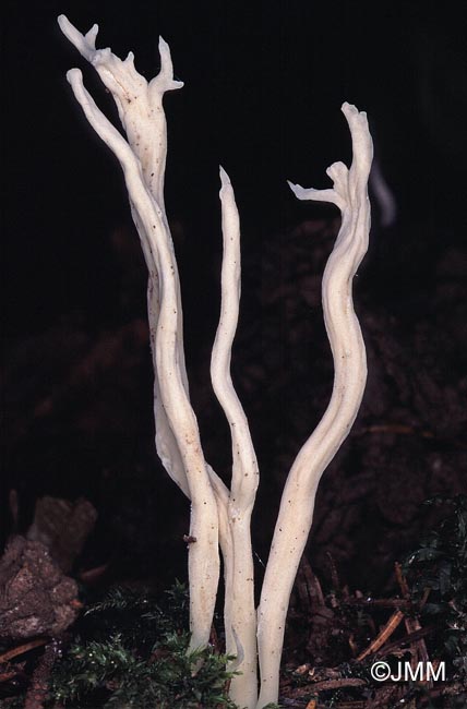 Clavulina rugosa