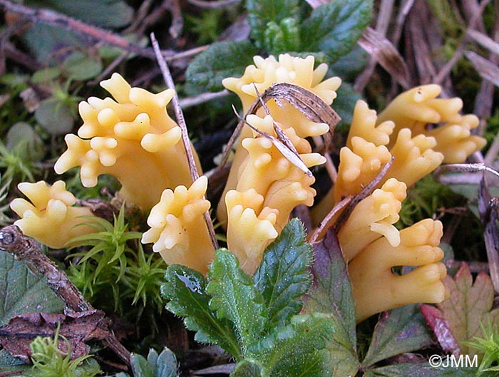 Clavulinopsis corniculata