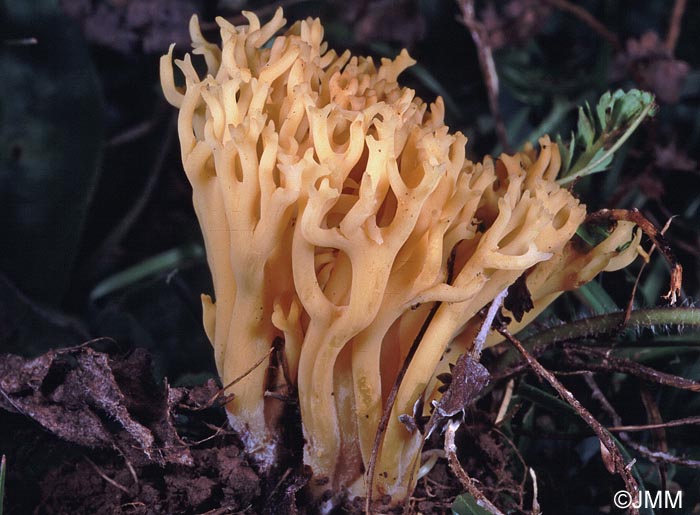 Clavulinopsis corniculata