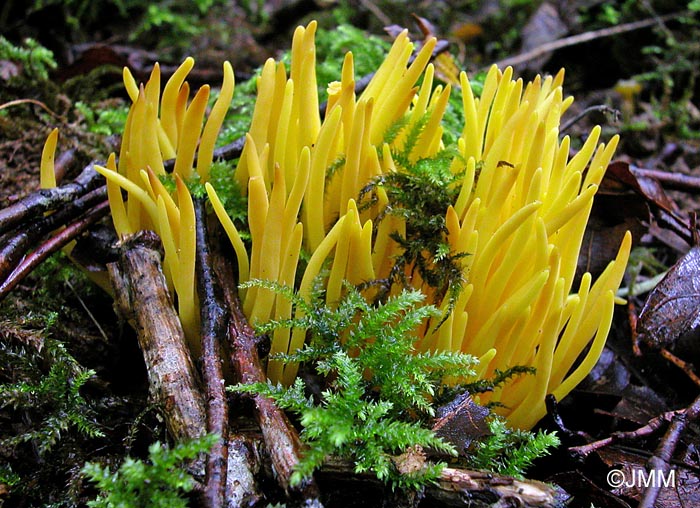 Clavulinopsis fusiformis