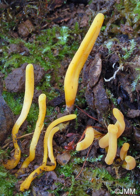 Clavulinopsis helvola