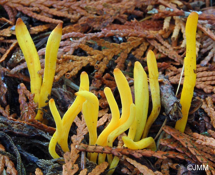 Clavulinopsis helvola