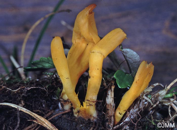 Clavulinopsis helvola var. geoglossoides