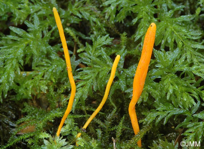 Clavulinopsis laeticolor