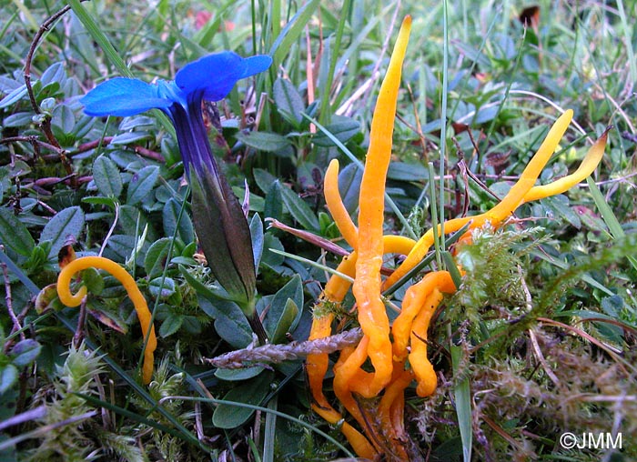 Clavulinopsis laeticolor & Gentiana verna