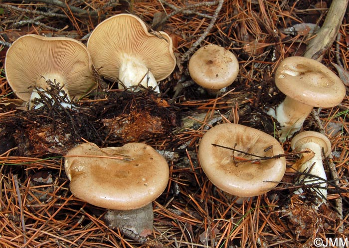 Clitocybe alexandri = Clitopaxillus alexandri