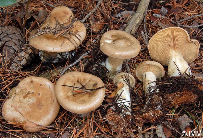 Clitocybe alexandri = Clitopaxillus alexandri