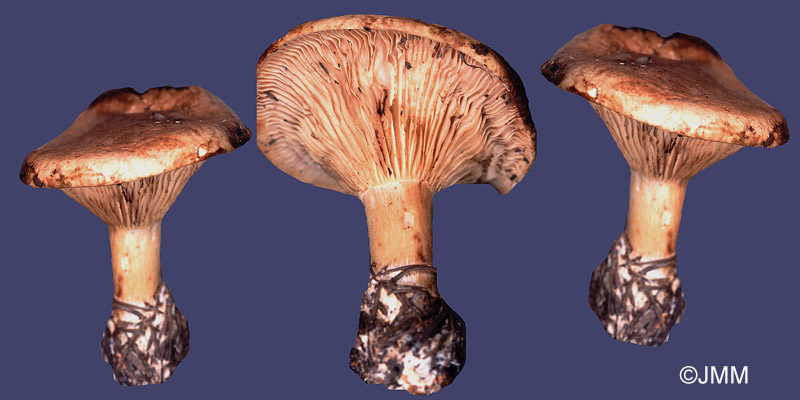 Clitocybe amoenolens