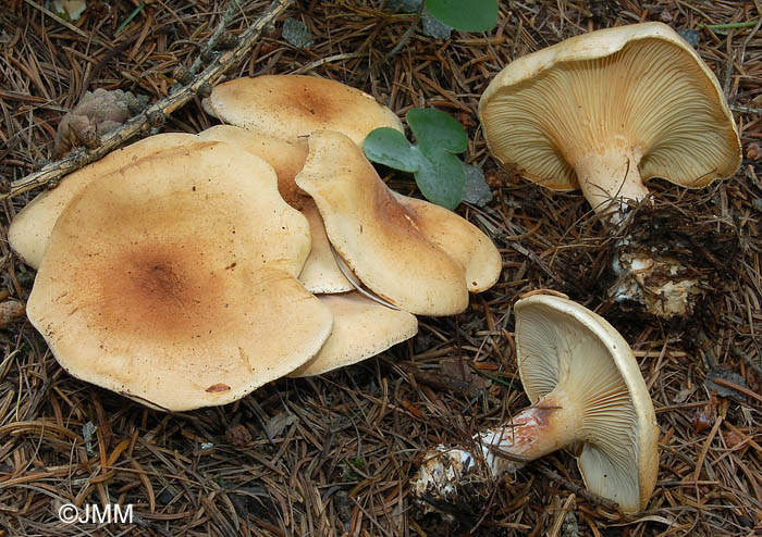 Clitocybe amoenolens