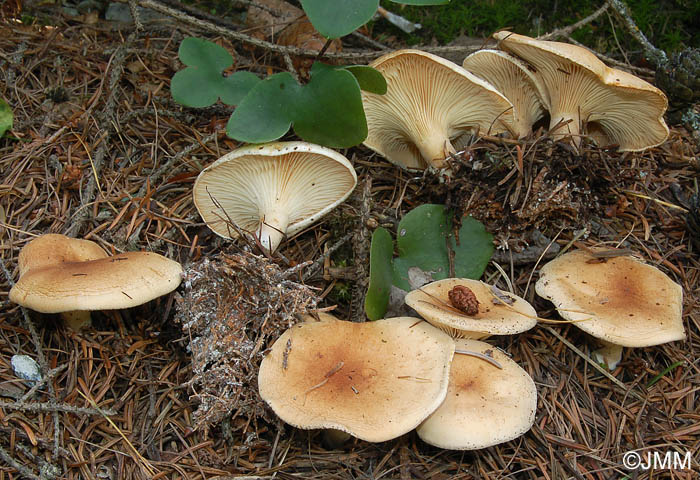 Clitocybe amoenolens