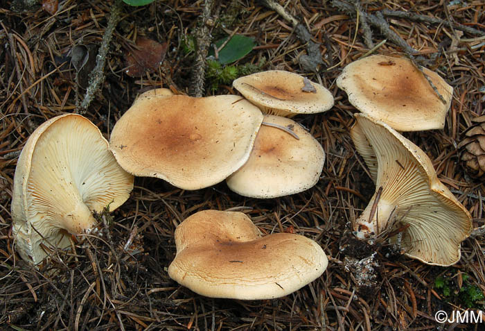 Clitocybe amoenolens