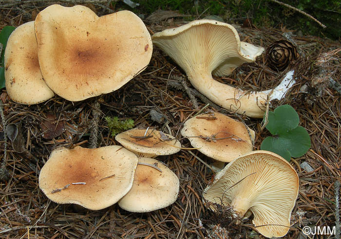 Clitocybe amoenolens