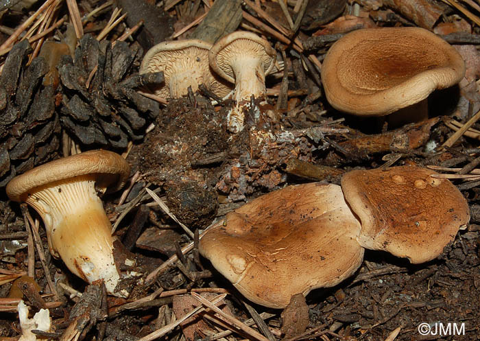 Clitocybe amoenolens