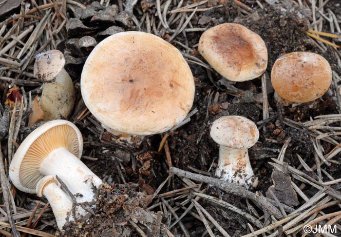 Clitocybe amoenolens