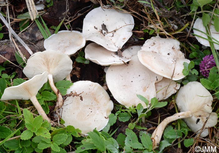 Clitocybe anisata