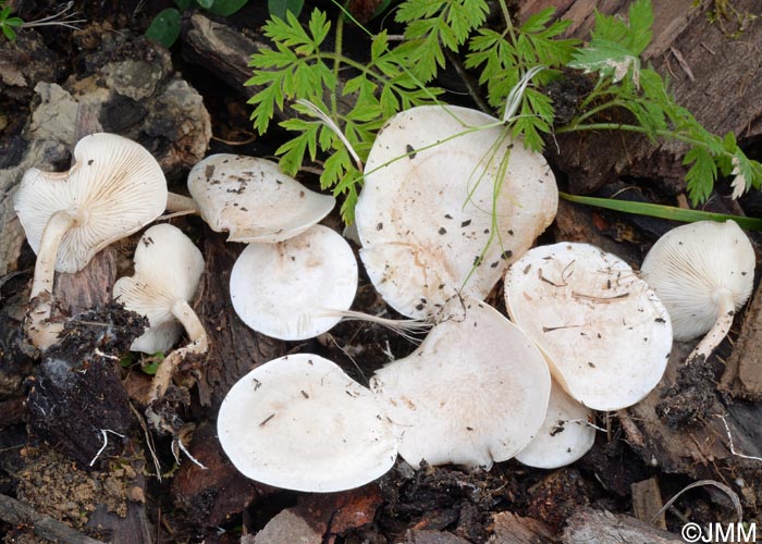 Clitocybe anisata