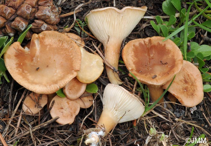 Clitocybe bresadolana = Infundibulicybe bresadolana