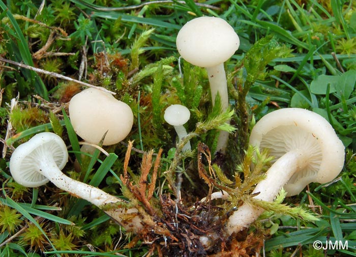 Clitocybe candicans