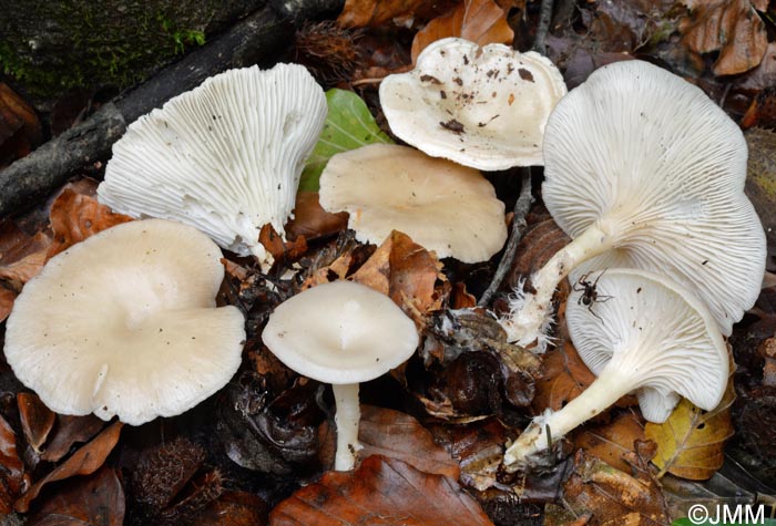 Clitocybe catinus = Infundibulicybe catinus