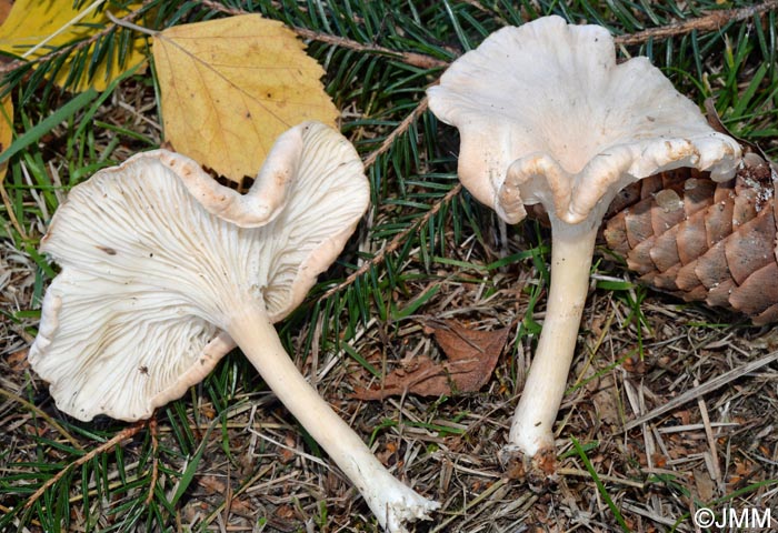 Clitocybe catinus = Infundibulicybe catinus