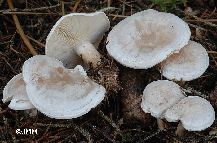 Clitocybe cerussata