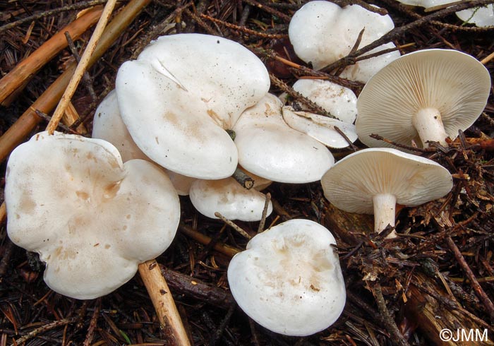 Clitocybe cerussata