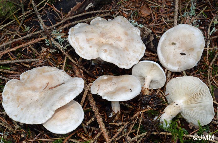 Clitocybe cerussata