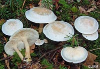 Clitocybe cerussata