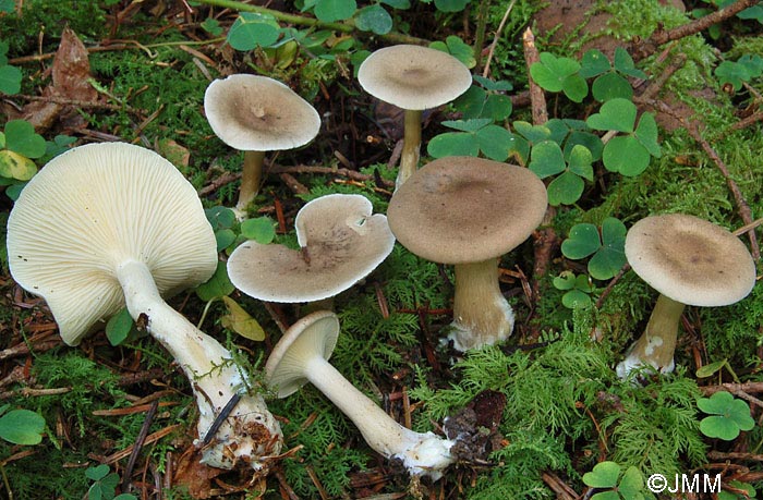 Clitocybe clavipes = Ampulloclitocybe clavipes