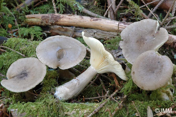 Clitocybe clavipes = Ampulloclitocybe clavipes