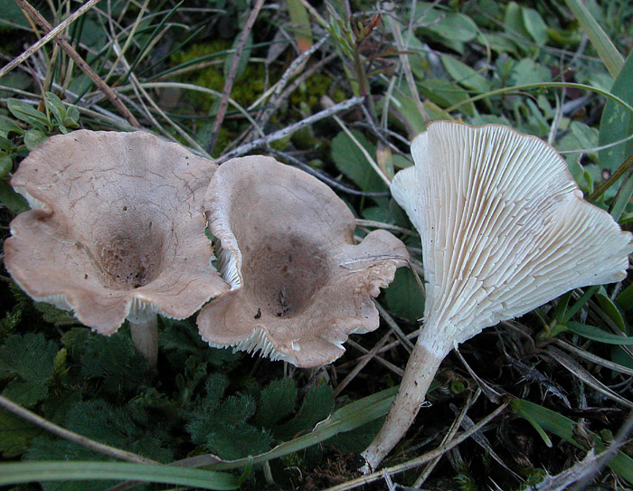 Clitocybe collina