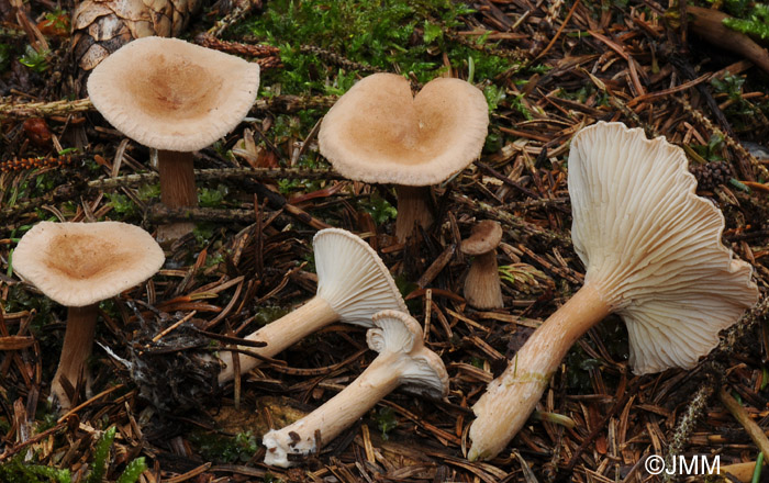 Clitocybe costata = Infundibulicybe costata