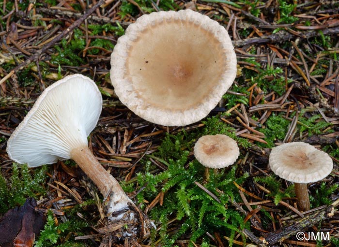 Clitocybe costata = Infundibulicybe costata